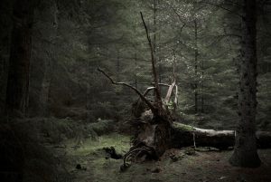 15317_Fotograf_Erik Kjær Hansen_Fallen Tree_